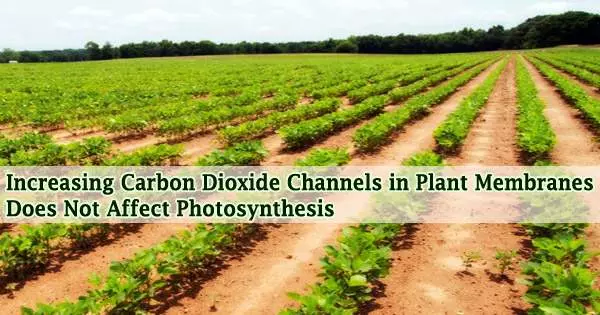 Increasing Carbon Dioxide Channels in Plant Membranes Does Not Affect Photosynthesis