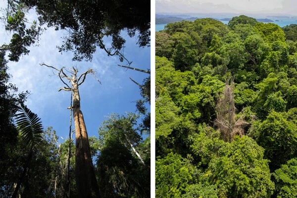 Lightning-Cannot-Destroy-some-Tropical-Trees-1