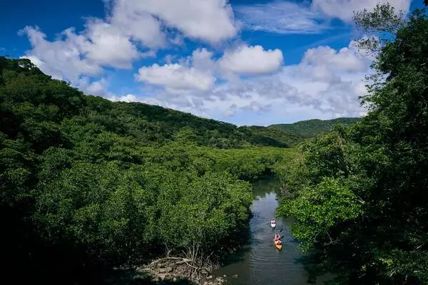 Mangrove-Tracking-in-Southern-Japan-1