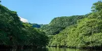 Mangrove Tracking in Southern Japan