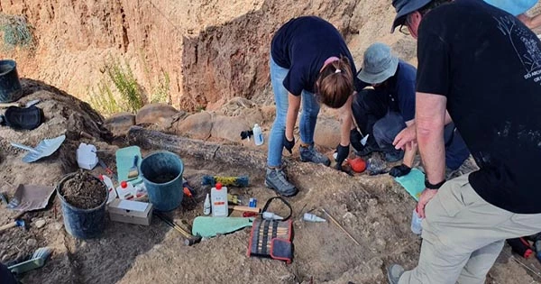 Massive, 500,000-Year-Old Elephant Tusk Found in Southern Israel