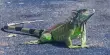 Miami is Considering Paying Rewards For Dead Iguanas