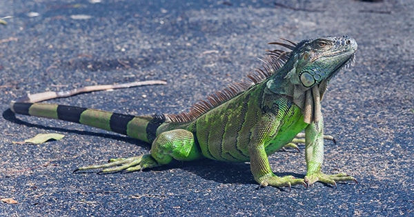 Miami is Considering Paying Rewards For Dead Iguanas