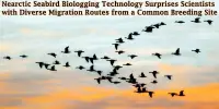 Nearctic Seabird Biologging Technology Surprises Scientists with Diverse Migration Routes from a Common Breeding Site