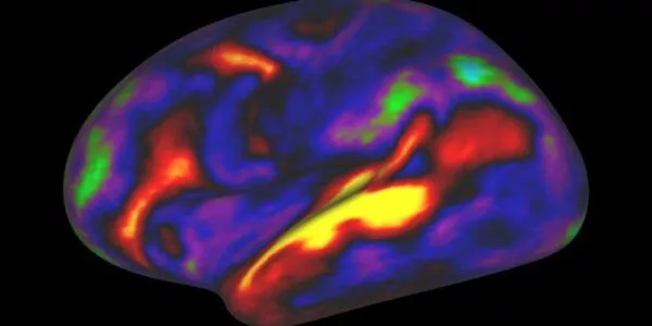 New-Cerebral-Cortex-Development-Map-produced-by-researchers-1