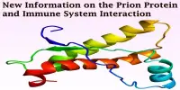 New Information on the Prion Protein and Immune System Interaction