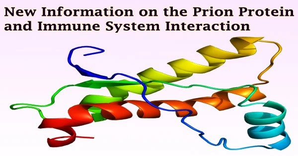 New Information on the Prion Protein and Immune System Interaction