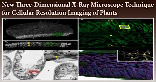 New Three-Dimensional X-Ray Microscope Technique for Cellular Resolution Imaging of Plants