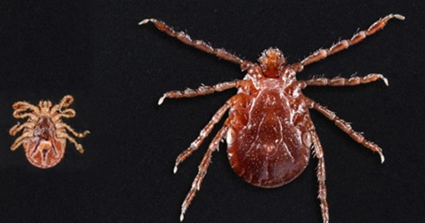Northern Missouri has discovered a Longhorned Tick