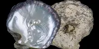 Off the Coast of Thailand, a New Species of Pearl Oyster was Discovered