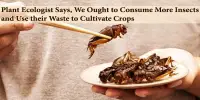 Plant Ecologist Says, We Ought to Consume More Insects and Use their Waste to Cultivate Crops