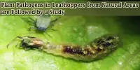 Plant Pathogens in Leafhoppers from Natural Areas are Followed by a Study