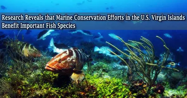 Research Reveals that Marine Conservation Efforts in the U.S. Virgin Islands Benefit Important Fish Species