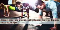 Researchers Find a Gene that Enhances Exercise-Induced Muscle Strength