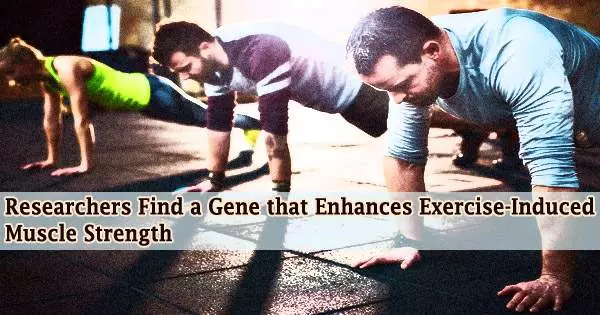 Researchers Find a Gene that Enhances Exercise-Induced Muscle Strength