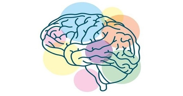 Scientists Identified Brain Region Responsible for Selfless Helping Behavior
