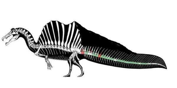 Spinosauruss-Dense-Bones-enabled-it-to-Hunt-Underwater-1