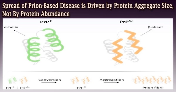 Spread of Prion-Based Disease is Driven by Protein Aggregate Size, Not By Protein Abundance