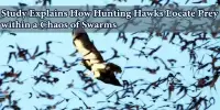 Study Explains How Hunting Hawks Locate Prey within a Chaos of Swarms