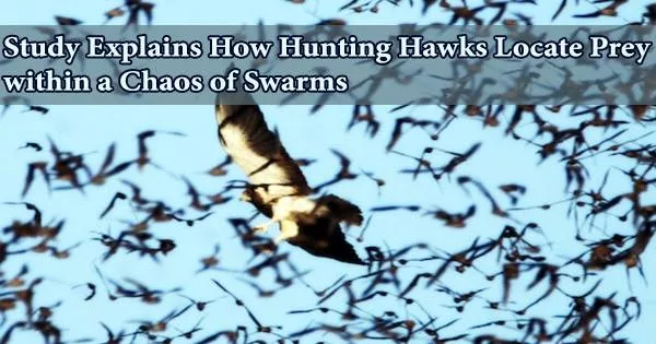 Study Explains How Hunting Hawks Locate Prey within a Chaos of Swarms