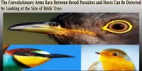 The Coevolutionary Arms Race Between Brood Parasites and Hosts Can Be Detected by Looking at the Size of Birds’ Eyes