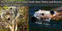 The Western United States Needs More Wolves and Beavers to Improve Habitats