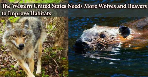 The Western United States Needs More Wolves and Beavers to Improve Habitats