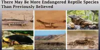 There May Be More Endangered Reptile Species Than Previously Believed
