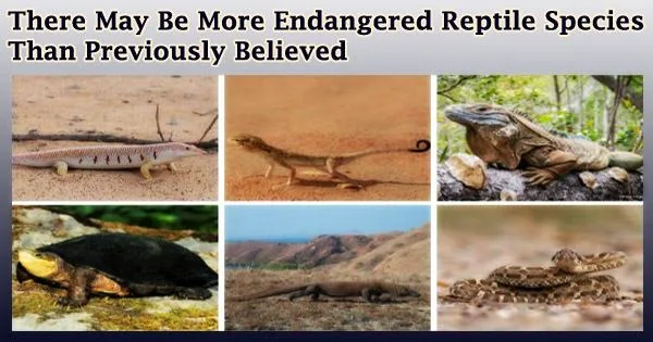 There May Be More Endangered Reptile Species Than Previously Believed