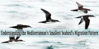 Understanding the Mediterranean’s Smallest Seabird’s Migration Pattern