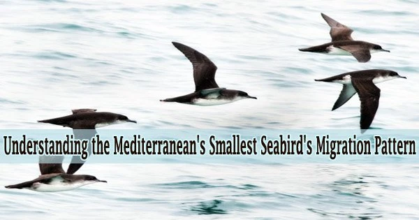 Understanding the Mediterranean’s Smallest Seabird’s Migration Pattern