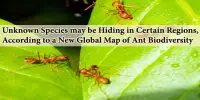 Unknown Species may be Hiding in Certain Regions, According to a New Global Map of Ant Biodiversity
