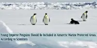 Young Emperor Penguins Should Be Included in Antarctic Marine Protected Areas, According to Scientists