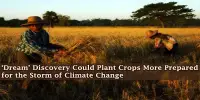 ‘Dream’ Discovery Could Plant Crops More Prepared for the Storm of Climate Change