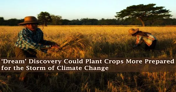 ‘Dream’ Discovery Could Plant Crops More Prepared for the Storm of Climate Change