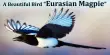 A Beautiful Bird “Eurasian Magpie”