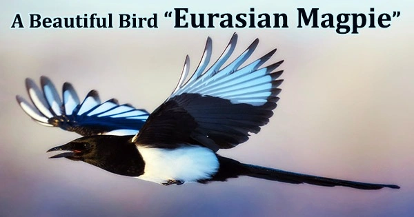 A Beautiful Bird “Eurasian Magpie”