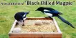 A beautiful bird “Black-Billed Magpie”