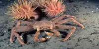 Alaskan Snow Crab Season Cancelled Due To Dramatic Population Collapse But Causes Uncertain
