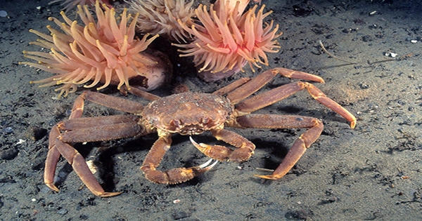 Alaskan Snow Crab Season Cancelled Due To Dramatic Population Collapse But Causes Uncertain