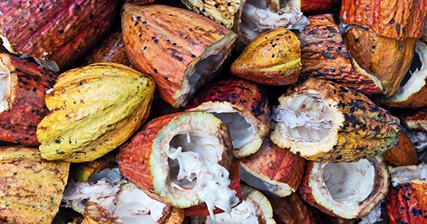 All Ancient Maya, Not Just The Elite, Consumed Cacao