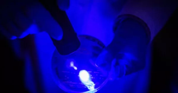 Antibiotic-resistant Bacteria are Weakened by Light Therapy