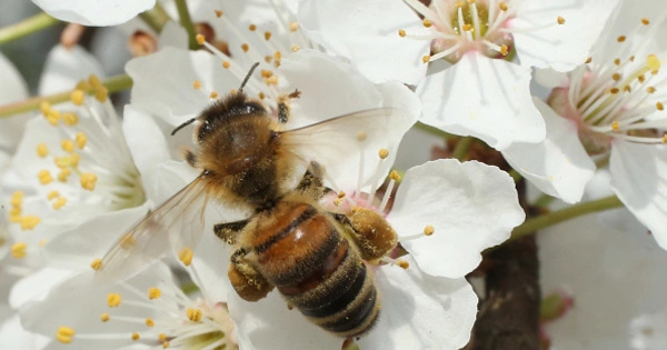 Bees are Active in the Treetops of a Woodland