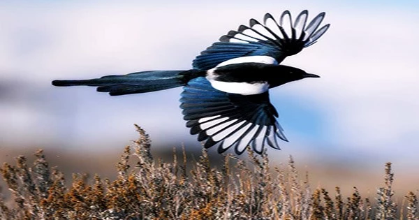 Black-Billed-Magpie