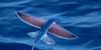 Do Flying Fish Actually Fly?