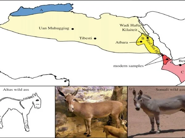 Donkeys-have-Domesticated-7000-Years-Ago-in-East-Africa-according-to-DNA-evidence-1