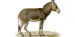 Donkeys have Domesticated 7,000 Years Ago in East Africa, according to DNA evidence