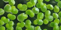 Duckweed Oil can be Engineered to Produce Biofuels and Bioproducts