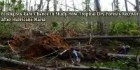 Ecologists Rare Chance to Study How Tropical Dry Forests Recover after Hurricane Maria