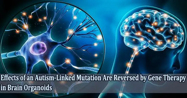 Effects of an Autism-Linked Mutation Are Reversed by Gene Therapy in Brain Organoids